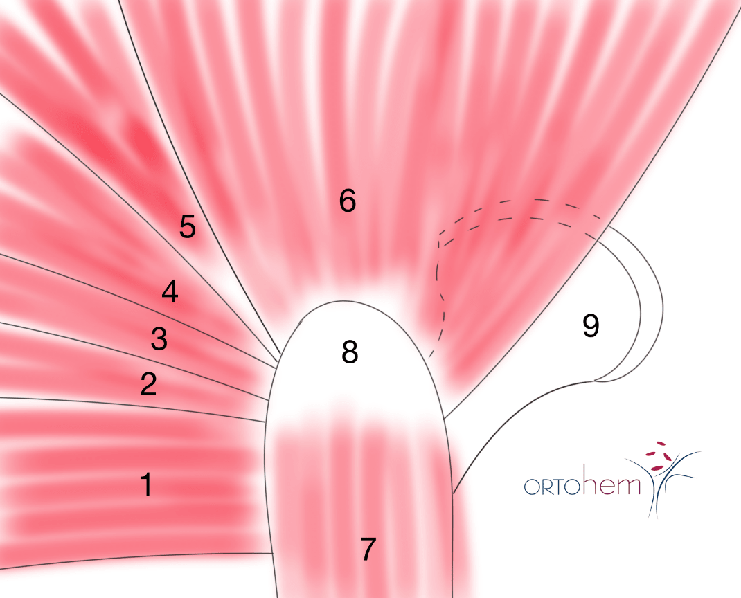 Koksartroza i ugradnja totalne endoproteze (TEP) kuka